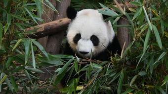 最新国产熊猫视频网站入口,最新熊猫视频网站入口全面解析