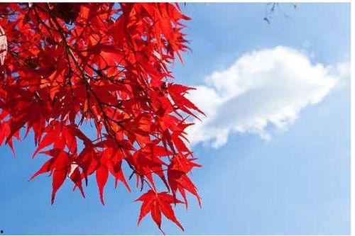 国产枫树长得快吗视频,快速成林新选择