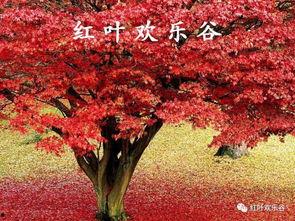 国产枫树长得快吗视频,快速成林新选择