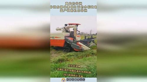国产收割机收割水稻视频,助力农业现代化发展