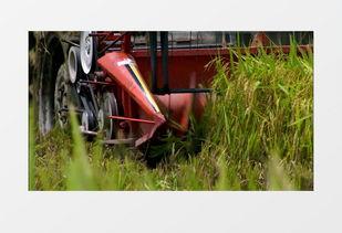 国产收割机收割水稻视频,助力农业现代化发展