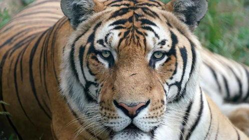 四虎的国产视频下载,揭秘热门影视资源下载攻略