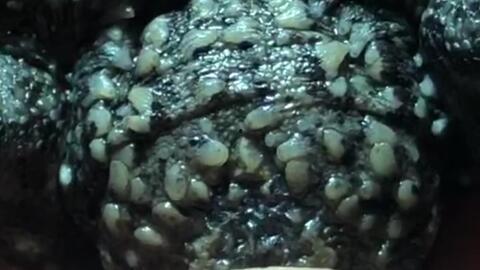 国产顶级佛鳄视频,揭秘神秘生物的生态传奇