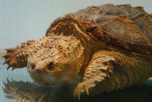 国产顶级佛鳄视频,揭秘神秘生物的生态传奇